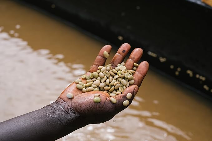 Onyx Coffee Lab Cold Brew Coffee Beans – Medium to Light Whole Bean Espresso Coffee – Low Acid Coffee Whole Bean Blend w/Notes of Cocoa, Dates