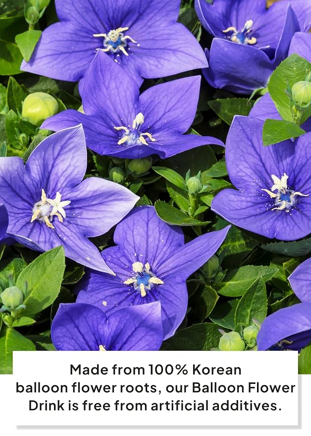 Korean Food ILSONGJUNG 100% Pure Balloon Flower Root Juice – Traditional Korean Herbal Drink, No Added Sugar, Naturally Sourced Wellness Beverage, 2.37 FL OZ (70ml) x 30 Pack, Made in Korea, 도라지즙, 도라지 진액