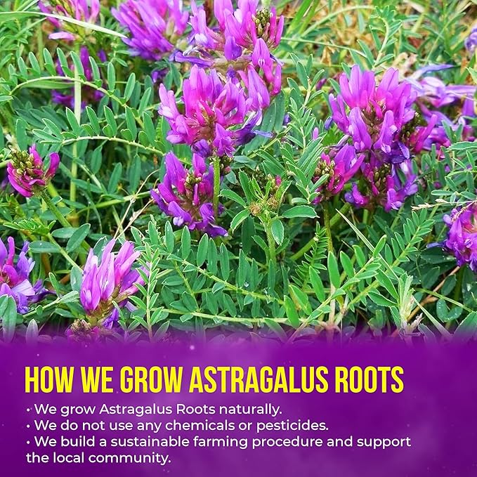 FreshDrinkUS, Premium 16oz Dried Astragalus Root Slices – 100% Natural Astragalus Root for Herbal Tea & Traditional Beverages – Natural, Clean Cut, No Additives. No Preservatives. Vegan