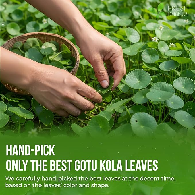 FreshDrinkUS, Premium Gotu Kola Leaves (Centella asiatica) | 8 oz Dried Loose Leaf | Naturally Mild & Earthy Herbal Tea – Premium Quality Leaves. Sugar-Free. Caffeine-Free. Vegan