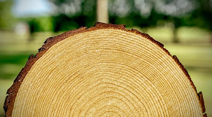 Set of (12) 9-11 inch Wood Slices for centerpieces! Wood Slice centerpieces, Wood Rounds, Tree Slices (9-11 inch 12 Pack)