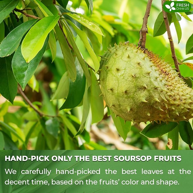 FreshDrinkUS, 40 Premium Soursop Graviola Fruit Tea Bags, 100% Natural and Pure from Soursop Fruits, Made With Natural Materials-Corn Fiber Tea Bag, Sugar/Caffeine/Gluten Free, Hoja Guanabana Tea